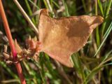 Atriplex glabriuscula. Средний стеблевой лист в осенней окраске. Ленинградская обл., побережье в р-не пос. Большая Ижора, на берегу озерка между дюнами. 30.08.2015.