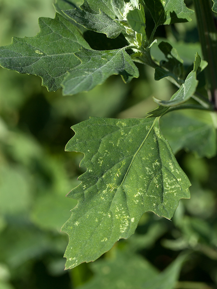 Image of Chenopodium album specimen.