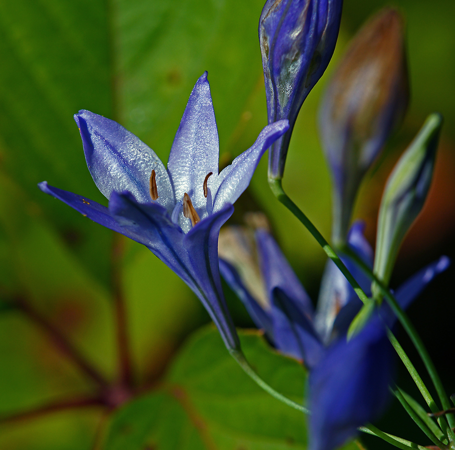 Изображение особи Triteleia laxa.