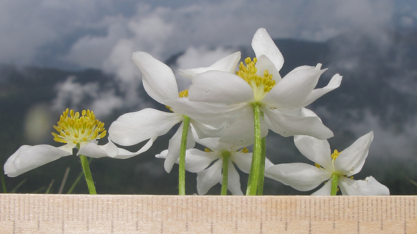 Изображение особи Anemonastrum fasciculatum.