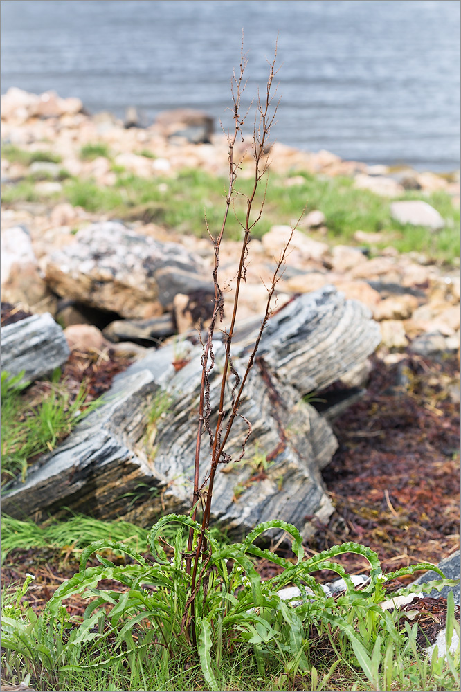 Изображение особи Rumex pseudonatronatus.