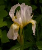 Iris aphylla