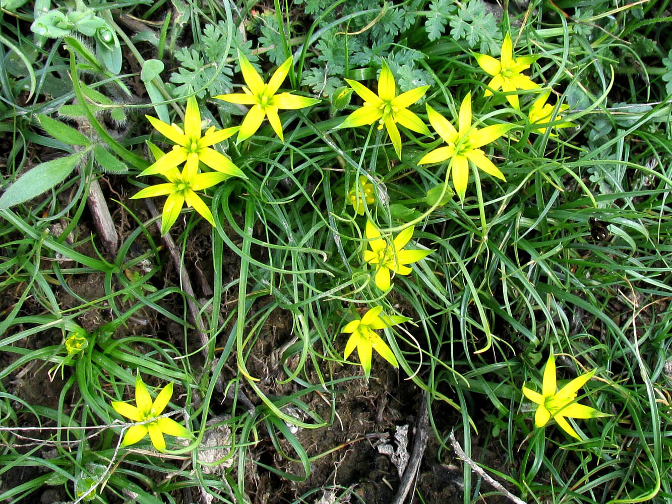 Изображение особи Gagea graminifolia.