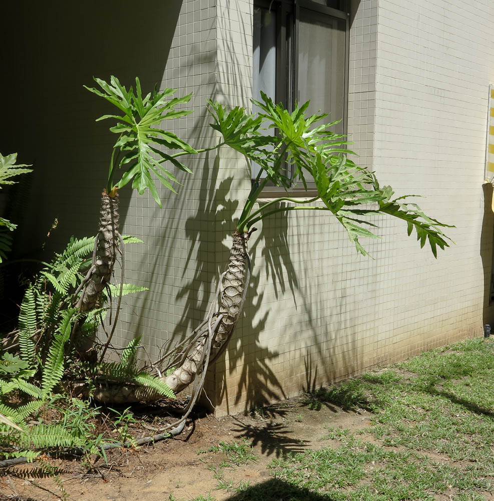 Image of Philodendron bipinnatifidum specimen.