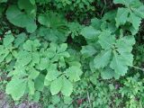 Quercus crispula