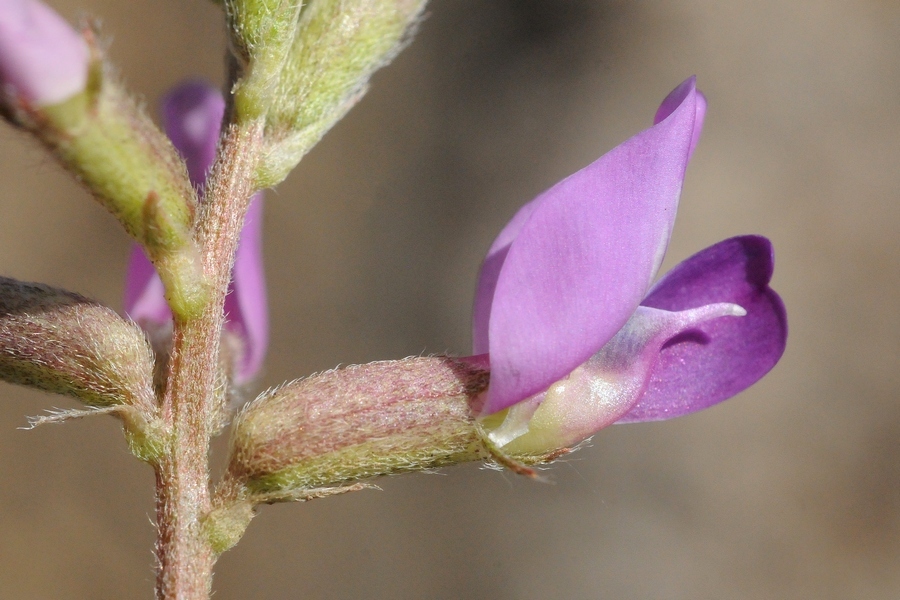 Image of Oxytropis almaatensis specimen.