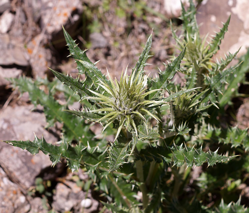 Image of Alfredia nivea specimen.