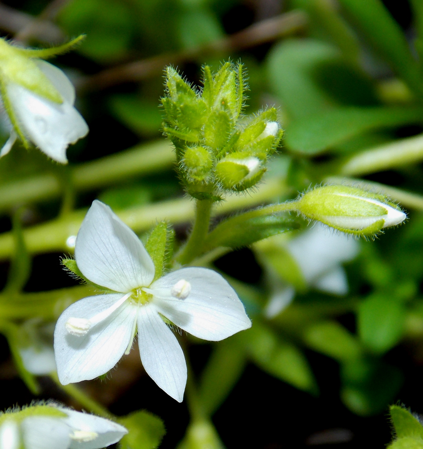 Image of Veronica umbrosa specimen.