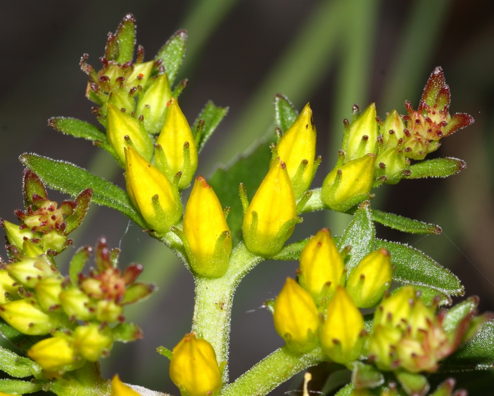 Image of Aizopsis &times; pilosa specimen.