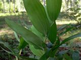 Polygonatum odoratum. Верхушка плодоносящего растения. Челябинская обл., окр. г. Челябинск, Золотая горка, берёзовый лес. 26.08.2014.