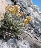 Matthiola odoratissima