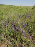 Campanula glomerata