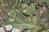 Heracleum stevenii