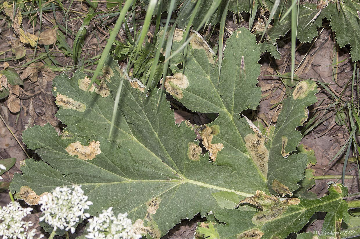 Image of Heracleum stevenii specimen.