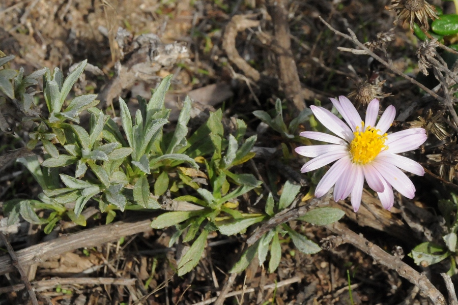 Изображение особи Corethrogyne filaginifolia.