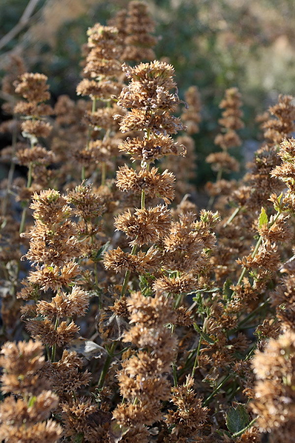 Изображение особи семейство Lamiaceae.