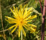 Crepis sibirica