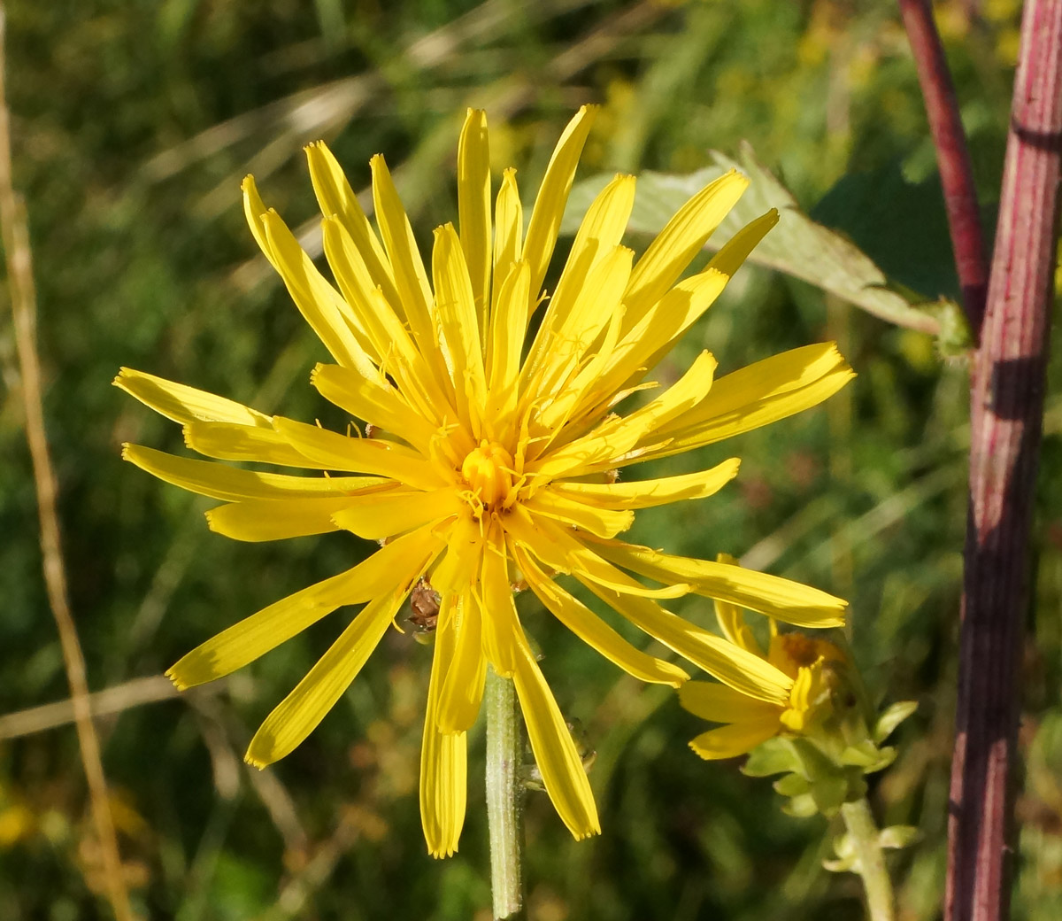 Image of Crepis sibirica specimen.