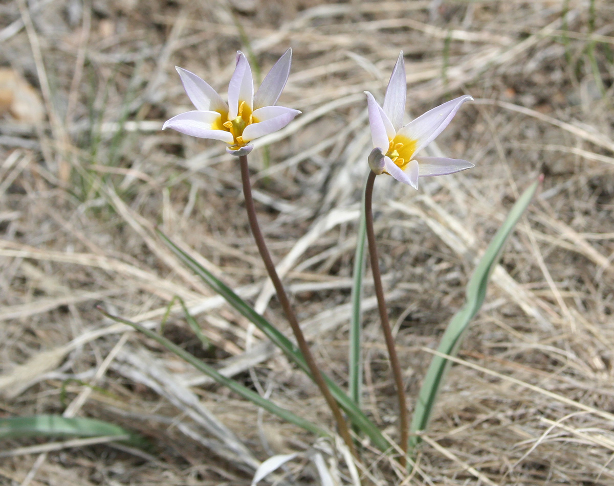 Изображение особи Tulipa patens.