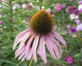 Echinacea purpurea