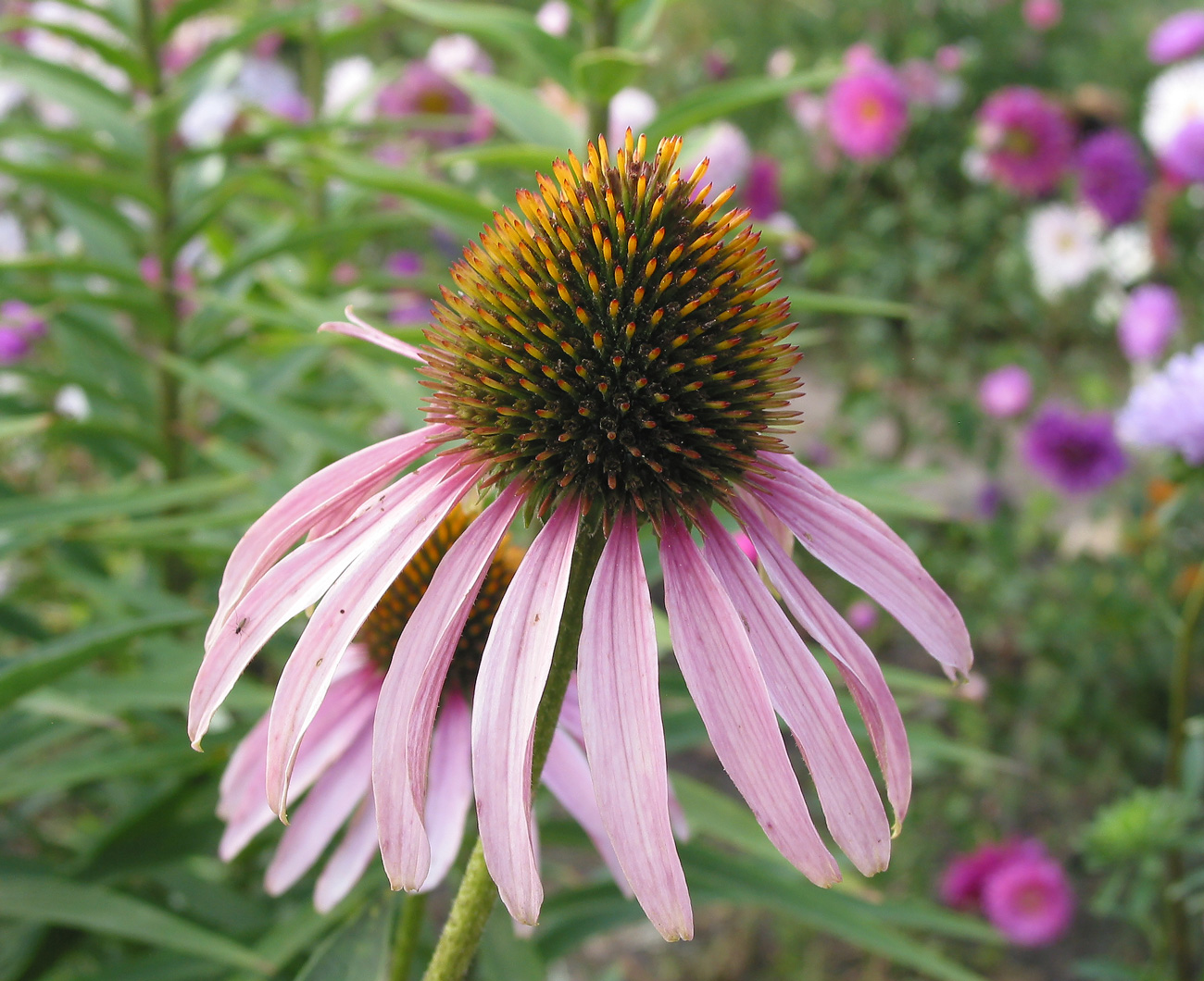 Изображение особи Echinacea purpurea.