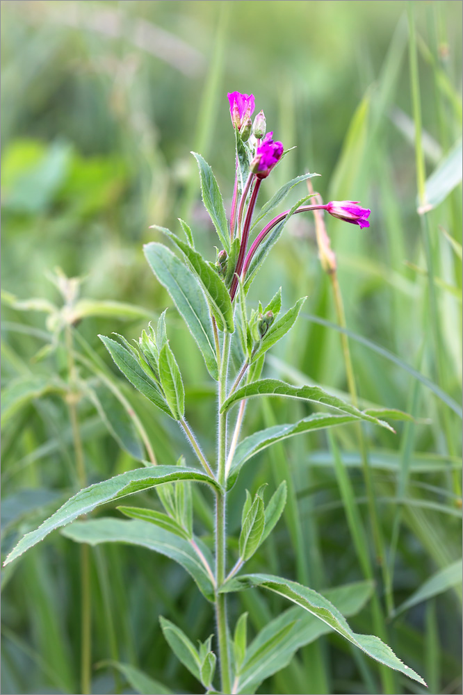 Изображение особи Epilobium hirsutum.