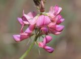 Onobrychis viciifolia. Нижняя часть соцветия. Украина, Днепропетровская обл., Криворожский р-н, окр. с. Новосёловка, обочина автодороги Н-11. 17.05.2015.