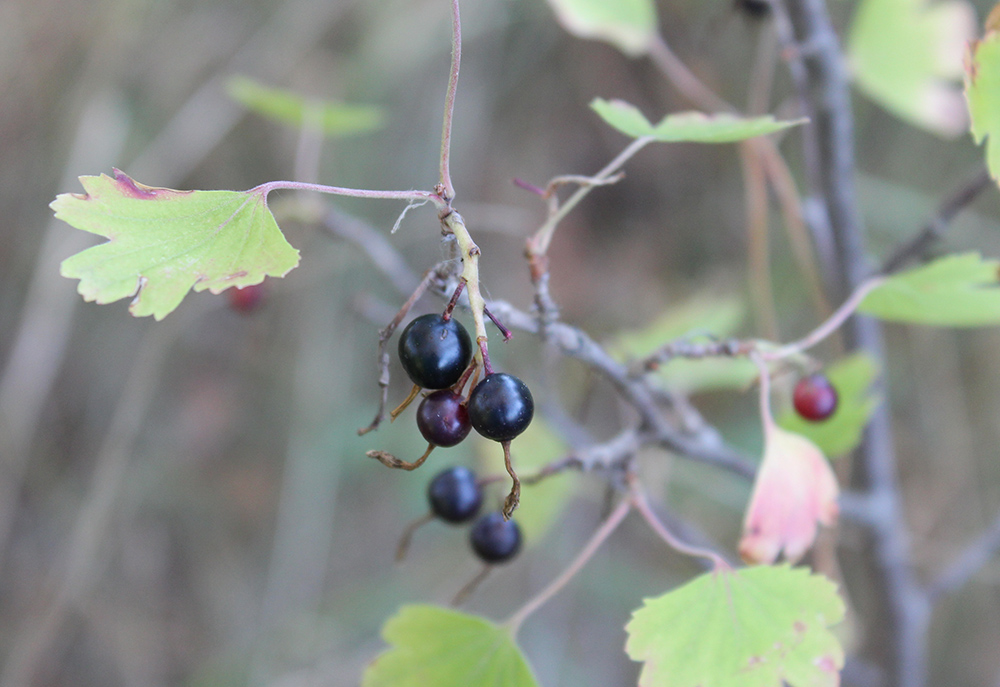 Изображение особи Ribes aureum.