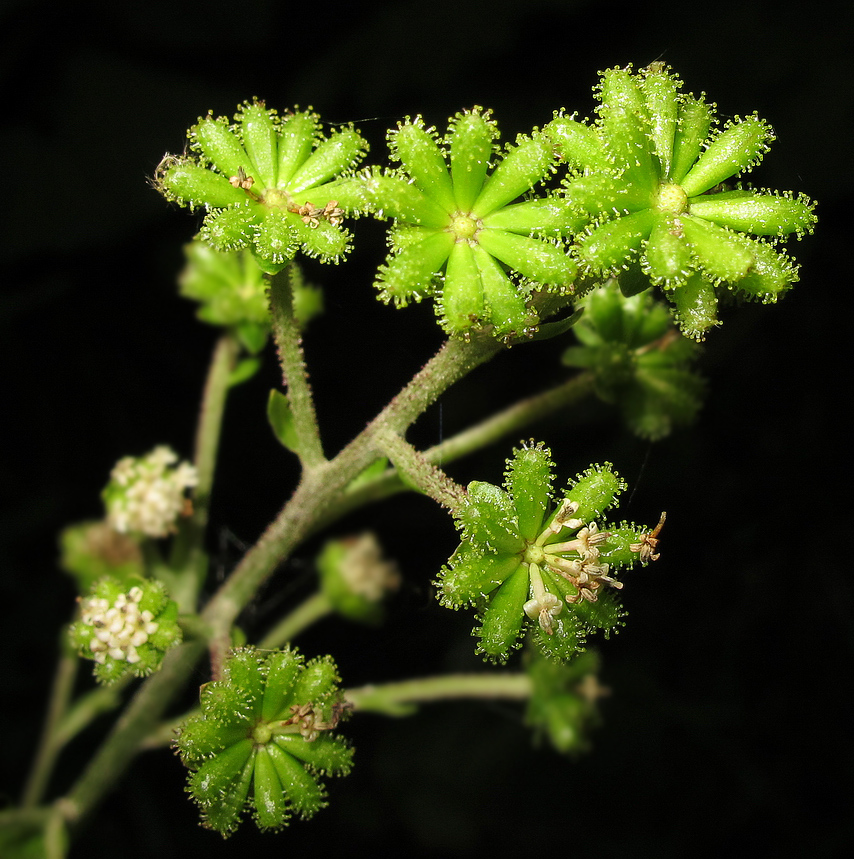 Image of Adenocaulon adhaerescens specimen.