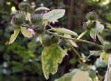 Arctium minus