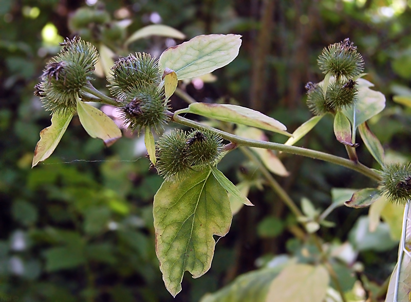 Изображение особи Arctium minus.