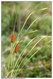 Typha laxmannii. Плодоносящее растение. Республика Татарстан, р. Ик.