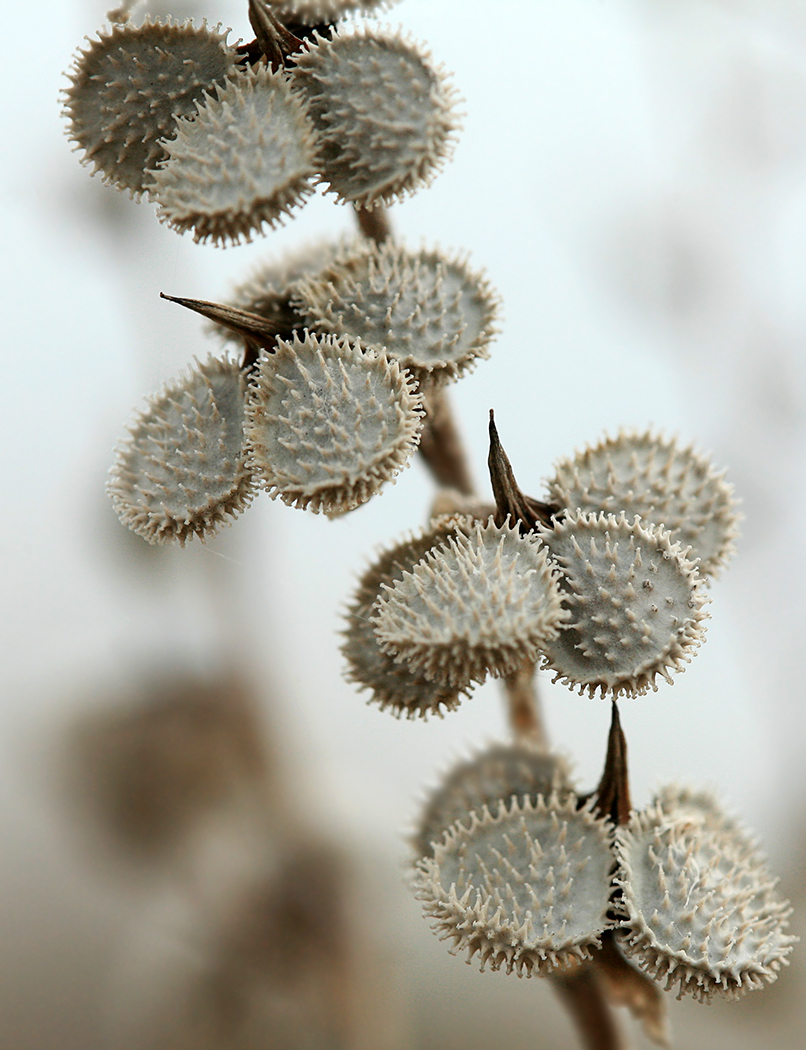 Изображение особи Cynoglossum officinale.