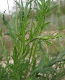 Papaver laevigatum