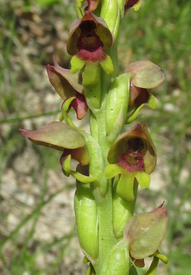 Image of Steveniella satyrioides specimen.