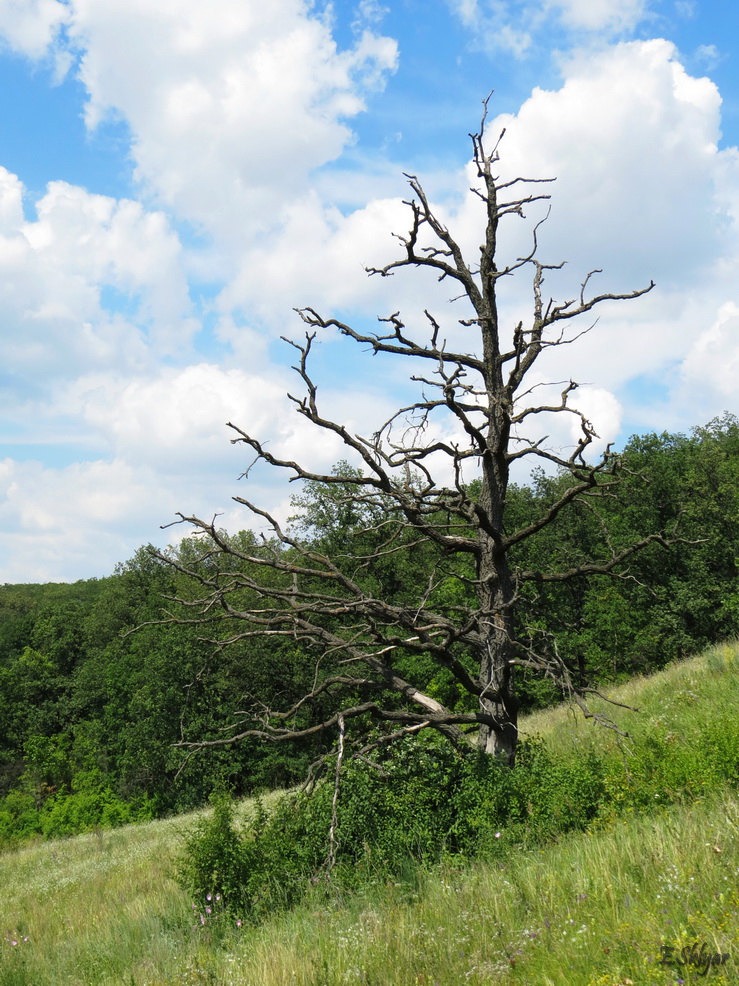 Изображение особи Quercus robur.