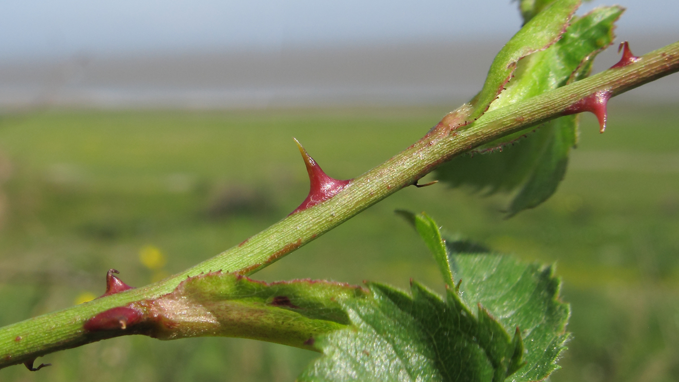 Image of genus Rosa specimen.