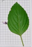 genus Ocimum
