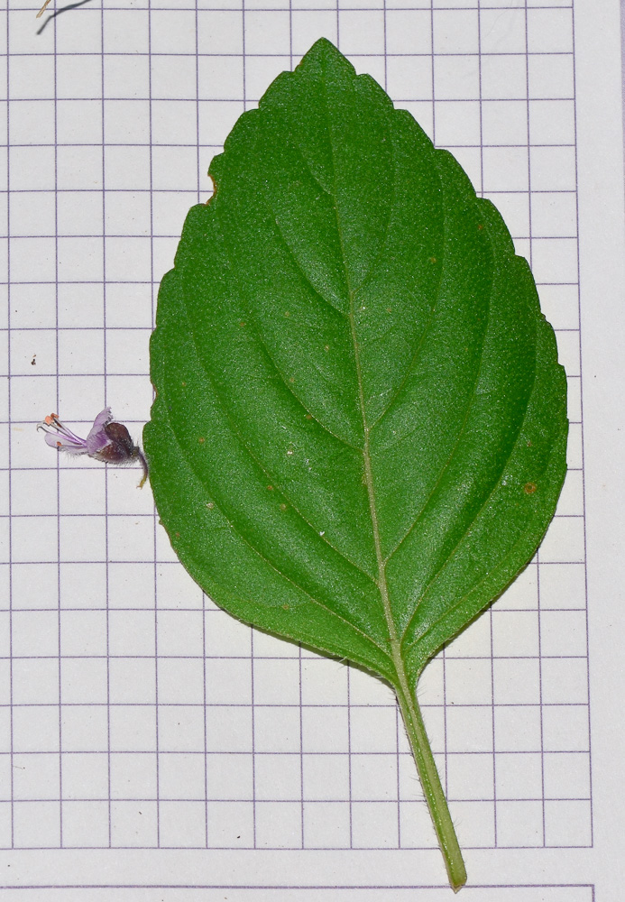 Image of genus Ocimum specimen.