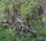 Juniperus communis