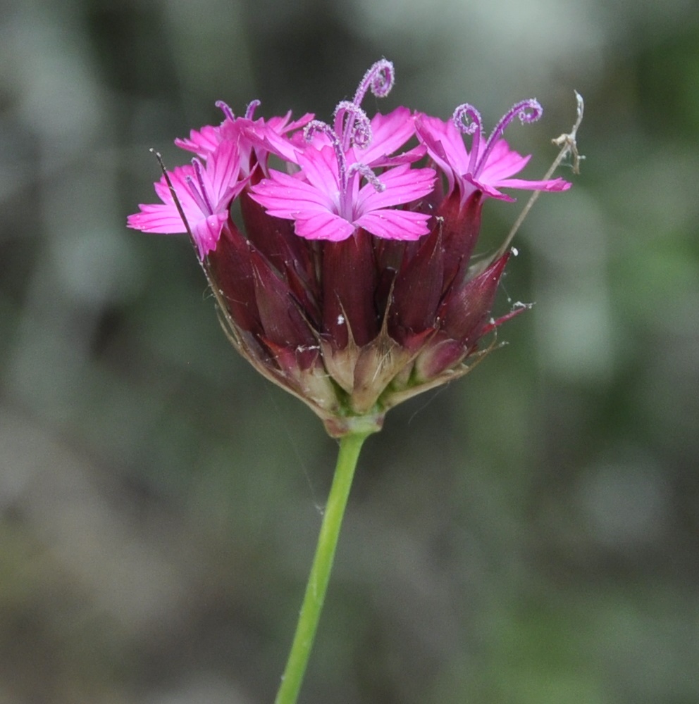 Image of Dianthus cruentus specimen.