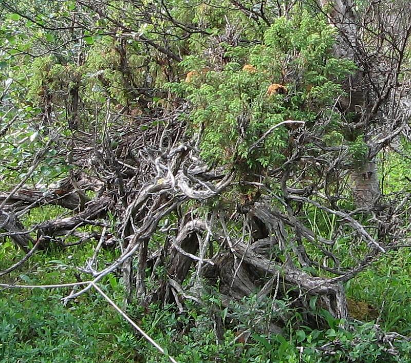 Image of Juniperus communis specimen.