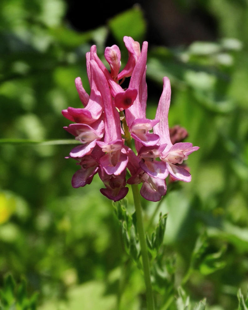 Image of Corydalis buschii specimen.