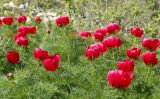 Paeonia tenuifolia