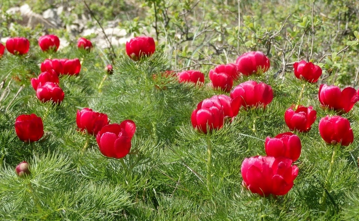 Image of Paeonia tenuifolia specimen.