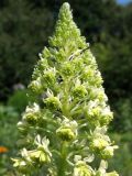 Reseda lutea