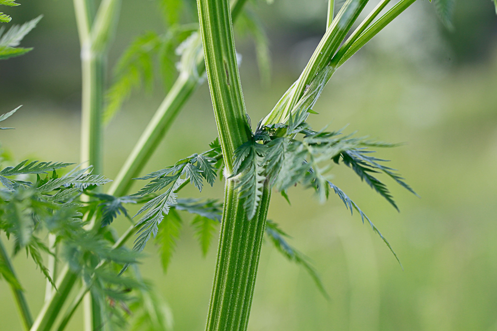 Изображение особи Anthriscus sylvestris.