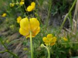 род Ranunculus