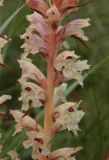 Orobanche alba