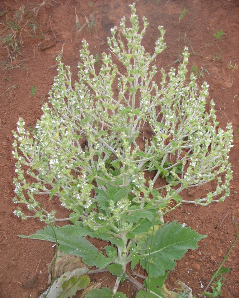 Image of Salvia aethiopis specimen.